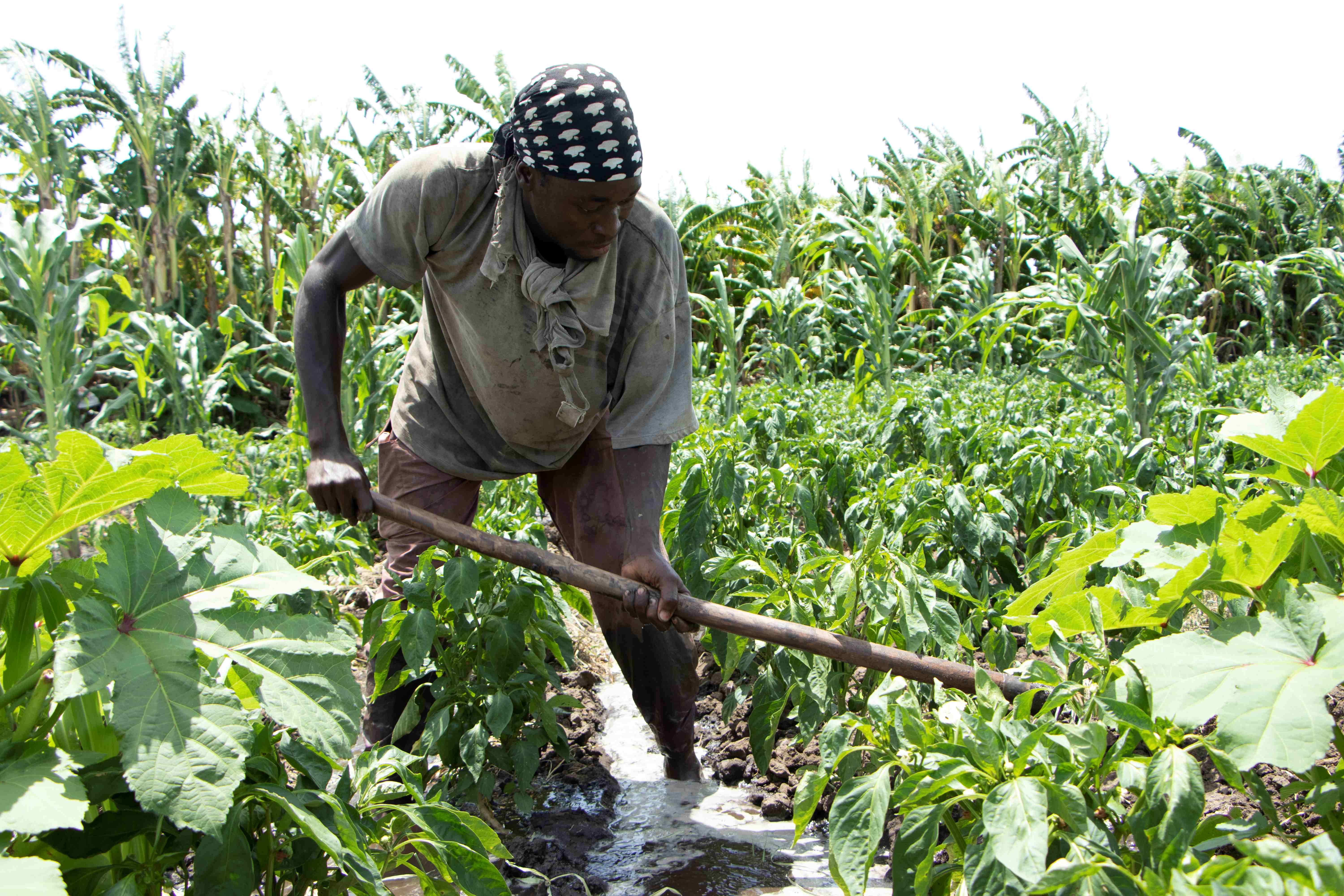 Empowering Smallholder Farmers To Feed The World Sustainably In The Face Of Climate Change.